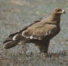  ڪَڪو عقاب (پرمار)Tawny Eagle / Aquila rapax /  